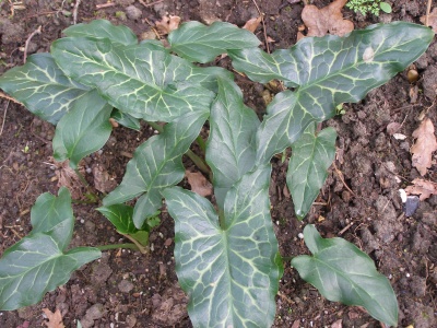 Arum italicum subsp. italicum 'XXL'